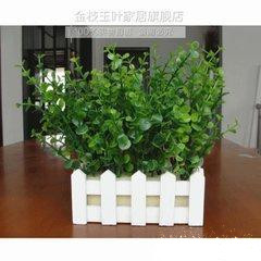 家居風水之家養植物